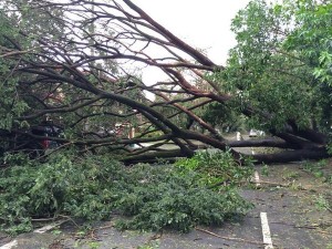 aava tree blocking